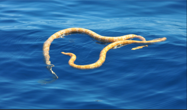 Sea snake